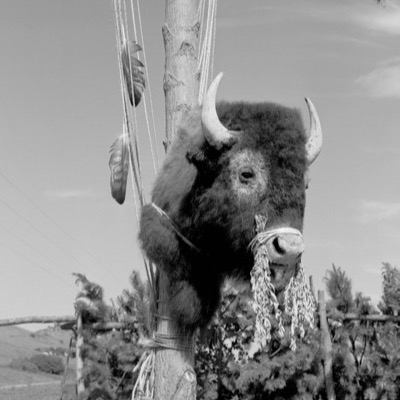 Black-and-white close-up photograph of a mounted bison head bound to a pole with rope, eagle feathers hanging from its horns, fenced hillside visible in the background.
