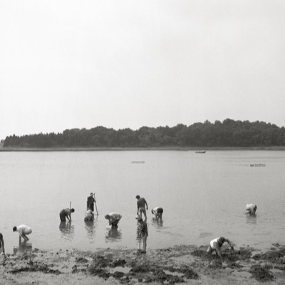 Black-and-white panoramic photograph of a group of clam diggers working a tidal mudflat with rakes and buckets, a calm bay and tree line stretching behind them.