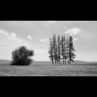 Black-and-white photograph of a straight farm road running between wheat fields toward a distant line of trees, taken in the rolling Palouse hills.