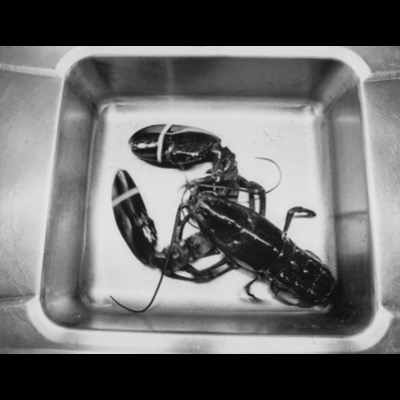 Black-and-white photograph, from above, of a live lobster with banded claws lying in a stainless steel sink basin.