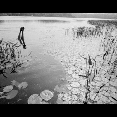 Black-and-white photograph of a swimmer’s legs sticking straight up out of a pond as they dive headfirst, surrounded by lily pads and reeds along the shore.