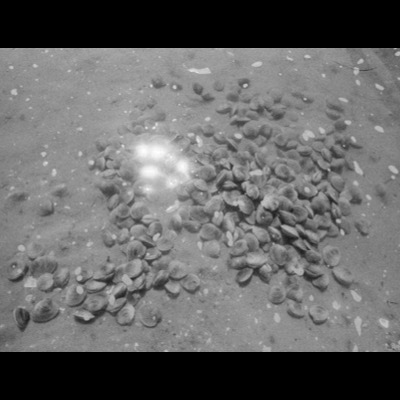 Black-and-white photograph, close up, of a pile of freshly dug clams heaped on wet sand, sunlight sparkling through a puddle of water among them.