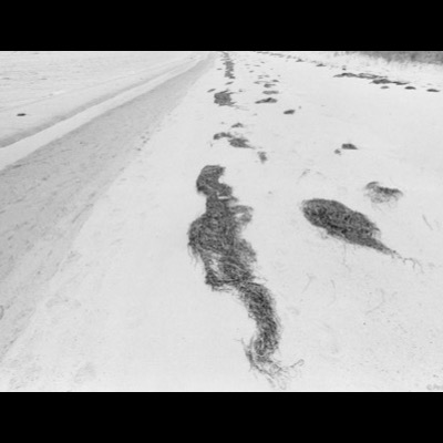 Black-and-white photograph of tangled clumps of dried eelgrass scattered across a pale sandy beach, one shaped like a coiled rope trailing along the sand.