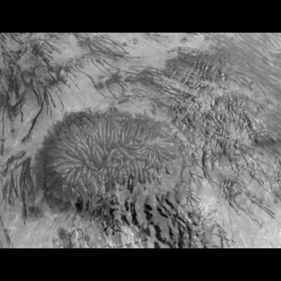 Black-and-white photograph, looking down through shallow water, of a coiled mass of tube worm-like organic matter surrounded by scattered eelgrass on a sandy tidal bottom.