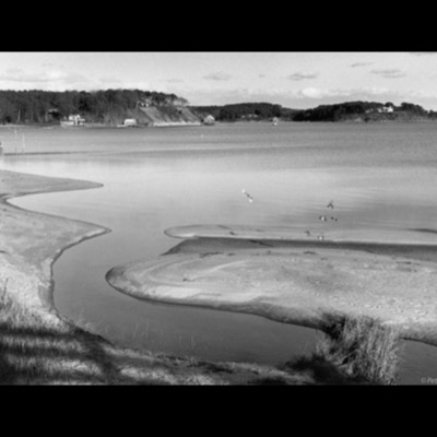Black-and-white photograph of a winding tidal creek meeting a wide bay at low tide, small birds skimming the water and boathouses lining the far wooded shore.