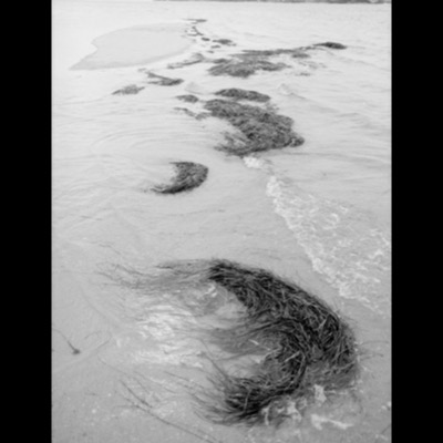 Black-and-white photograph of clumps of eelgrass strung along a shallow tidal channel receding toward a distant shoreline of trees and rooftops.