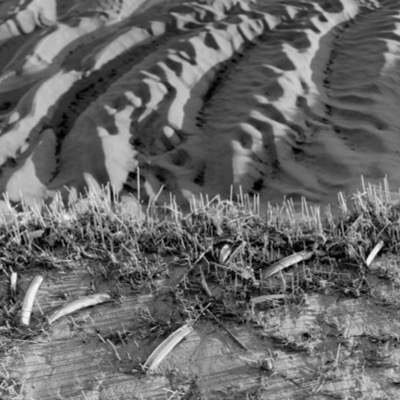 Black-and-white photograph, close up, of scattered feathers, dry grass stubble, and beach debris pressed into rippled sand beside the rock.